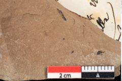 Foto (Detailansicht) von Pinus pathyptera Ettingshausen (NHMW-GEO-2024-0188-0288)